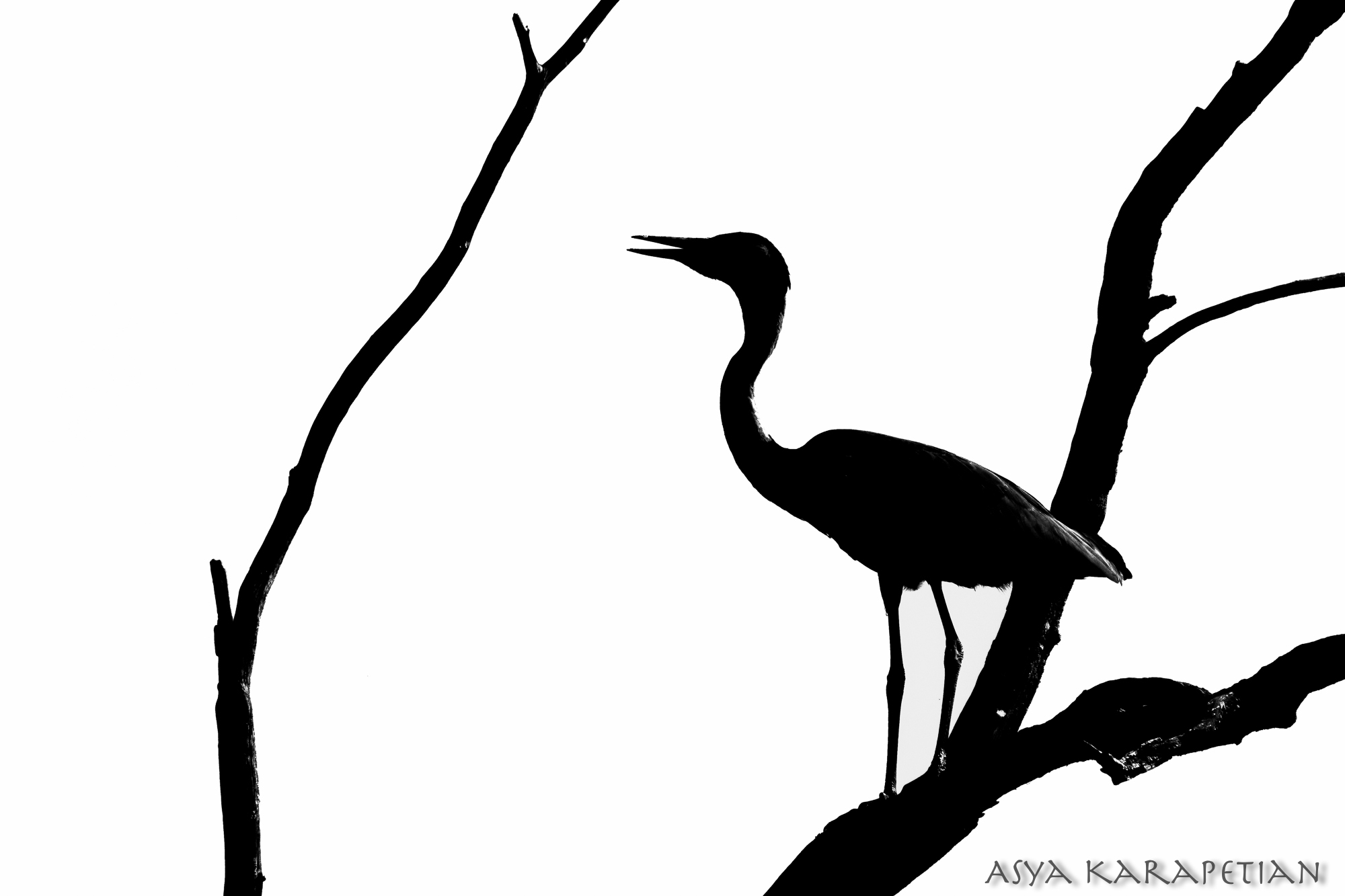 heron