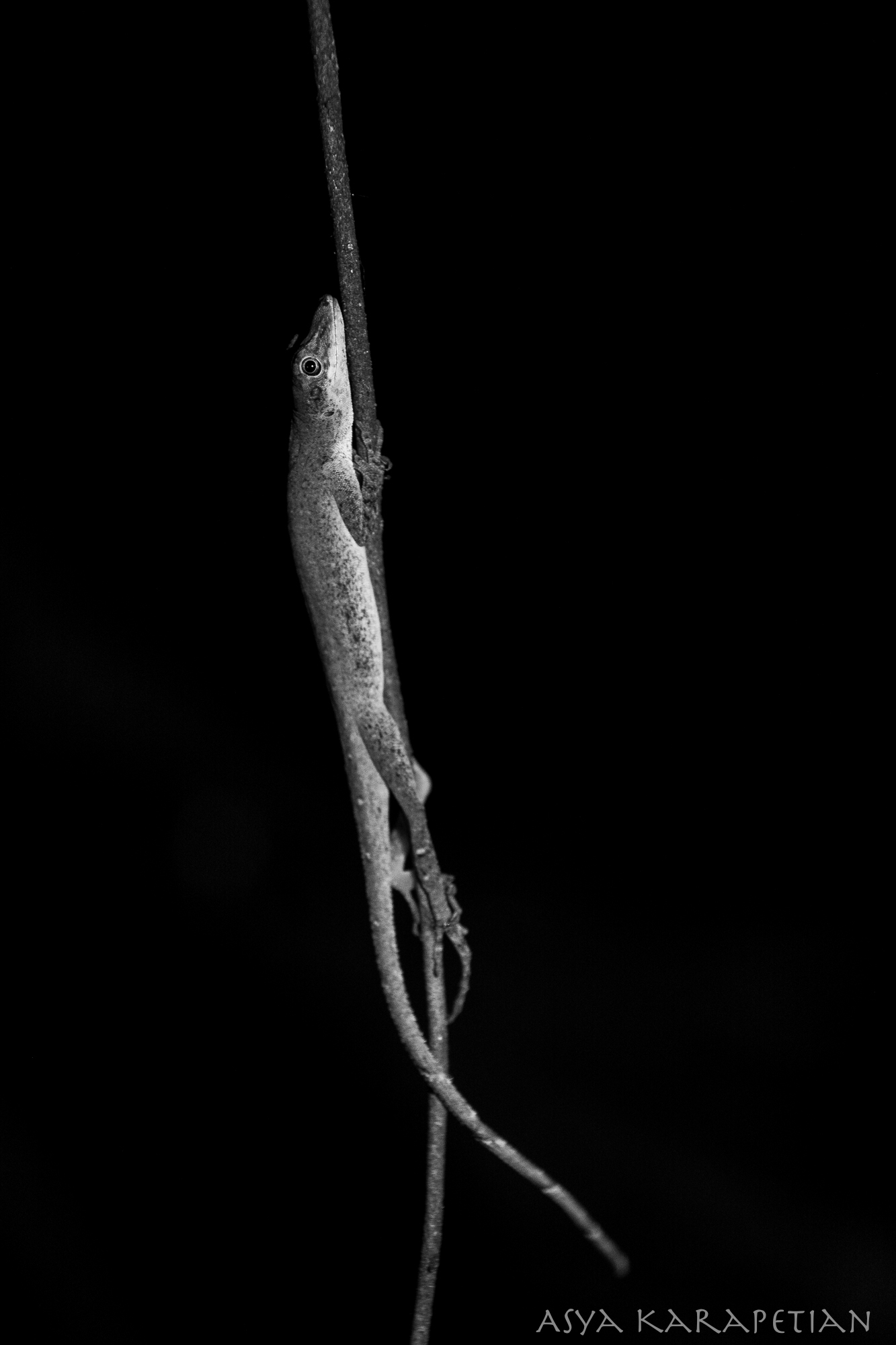 Lizard