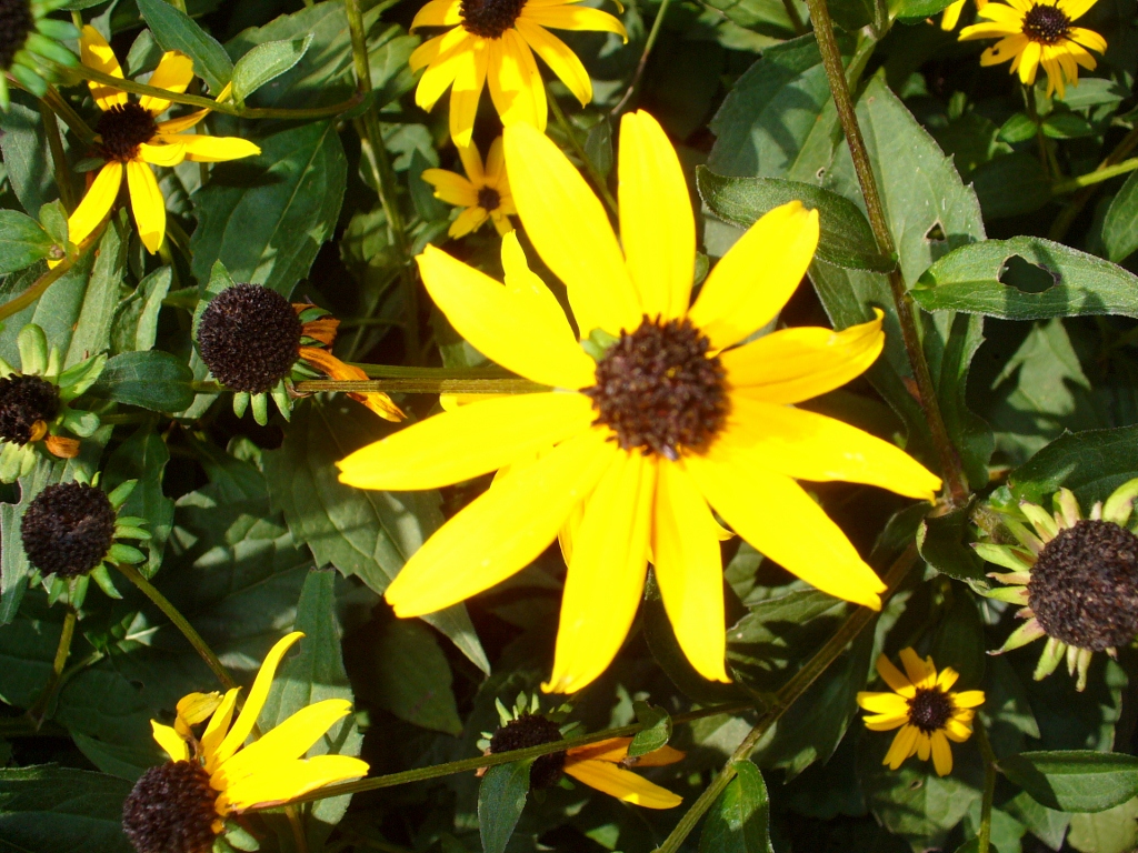 Black Eye Susan