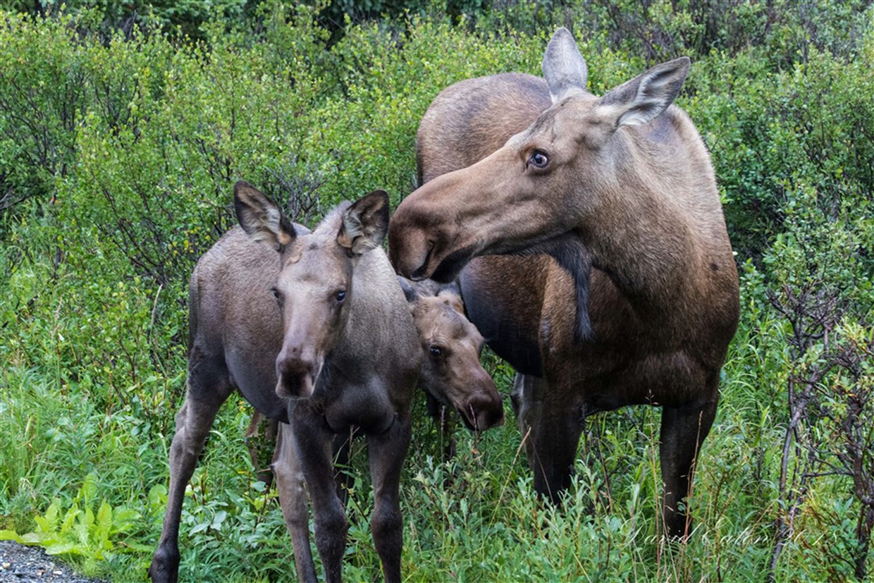 mom & twins 