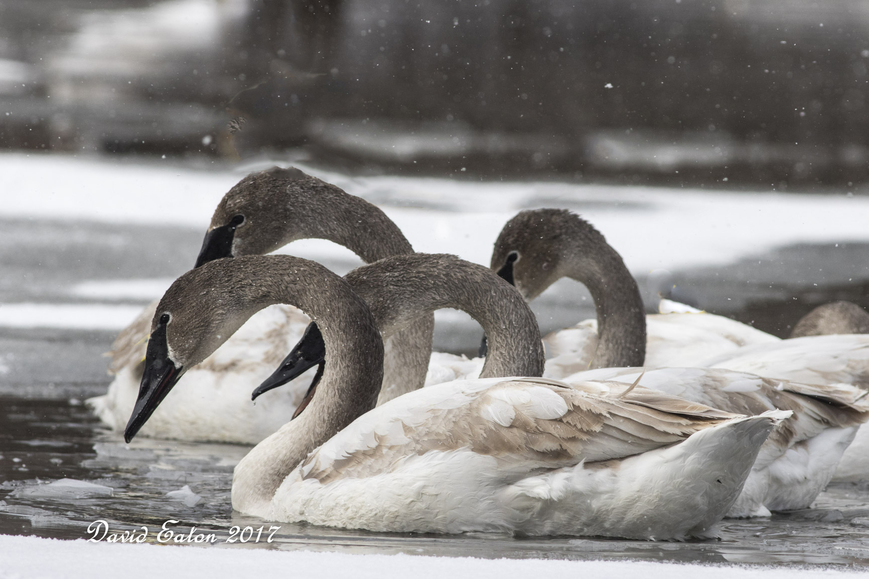 Trumpeter Swans