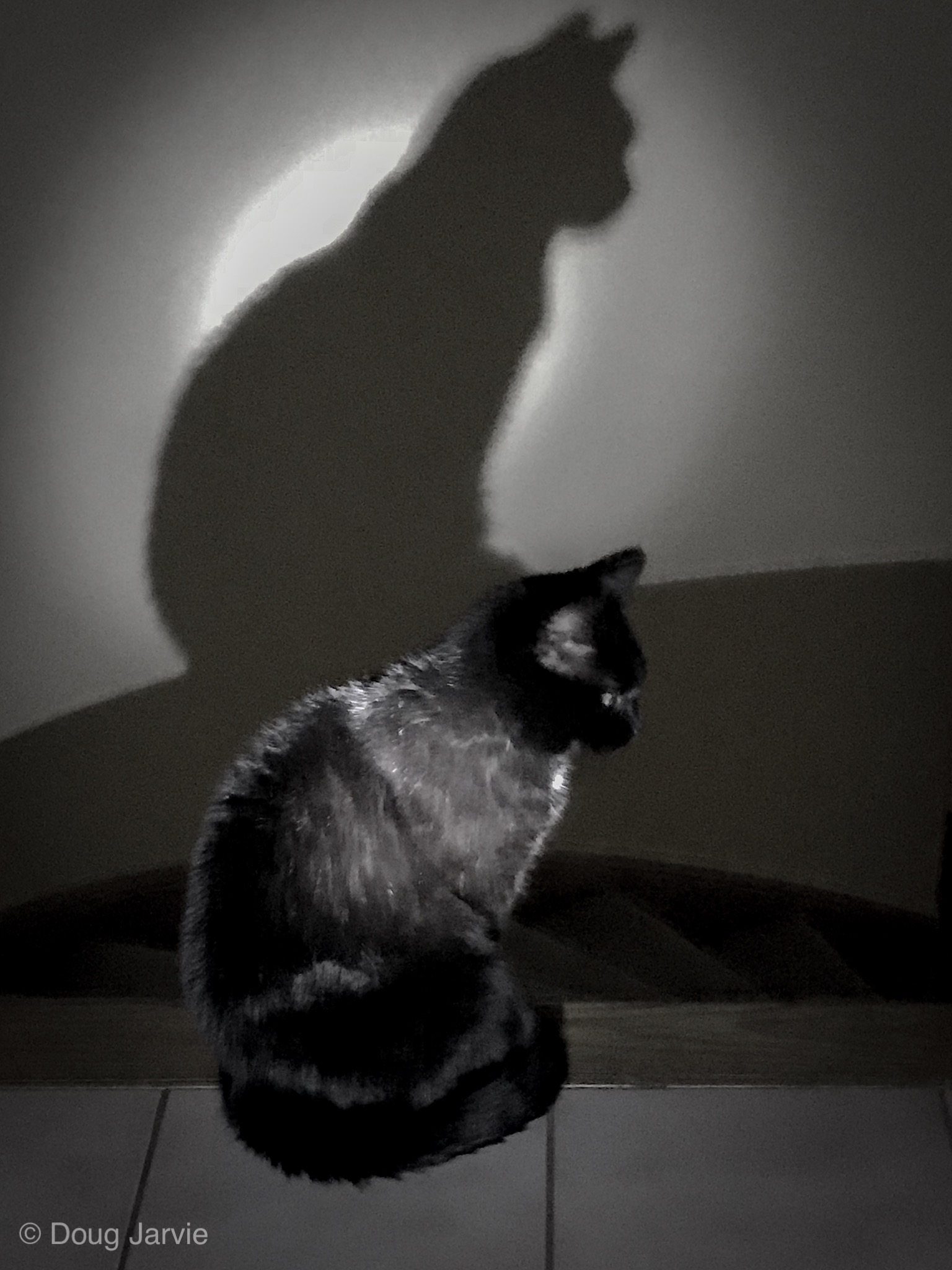 Full moon for a Halloween Cat.