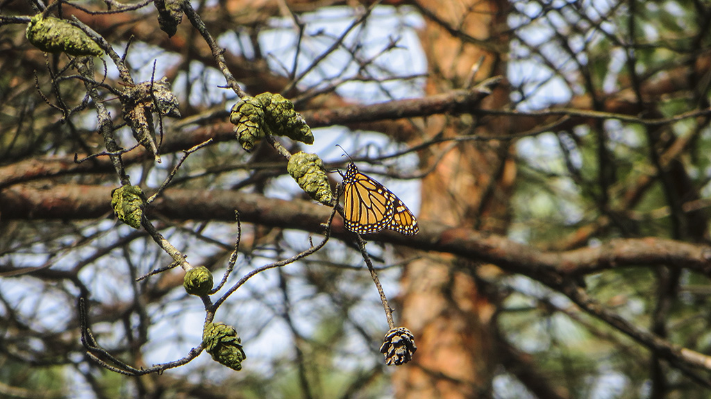 The Monarchs Have Returned