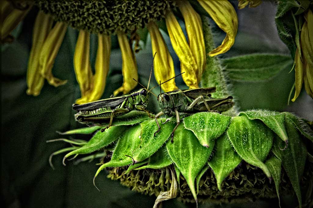 Grasshopper debate