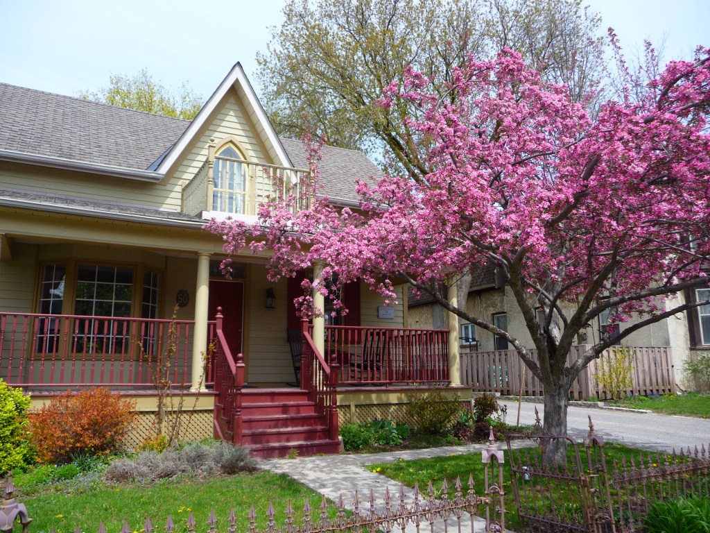 Blooming crapapple tree