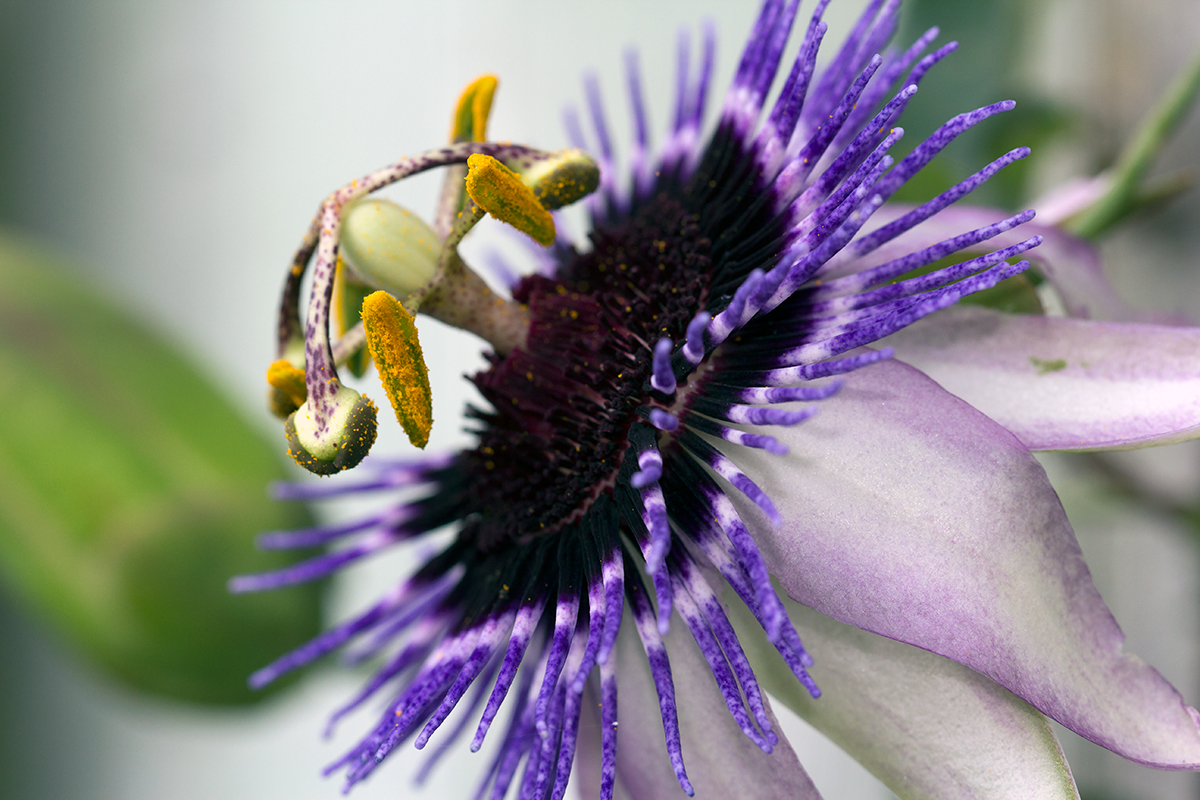 Flower_Macro