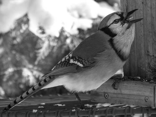 Pat_Bird_Black_and_White