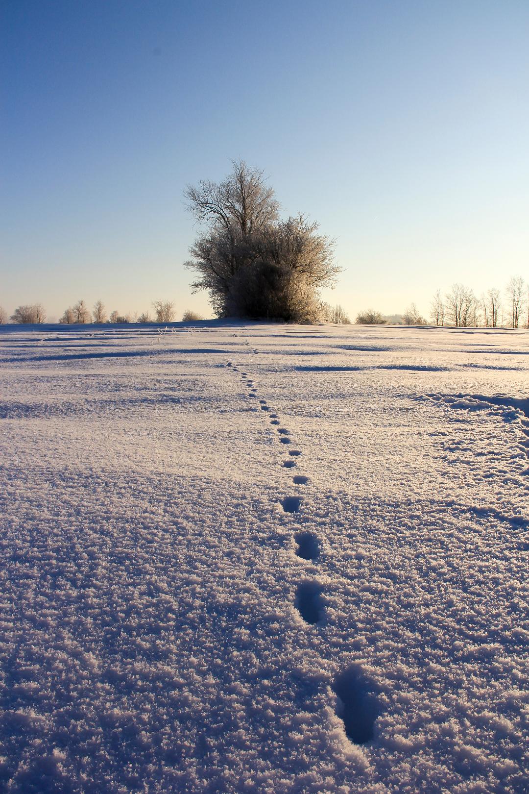 Pat Hartley Winter Scene #2