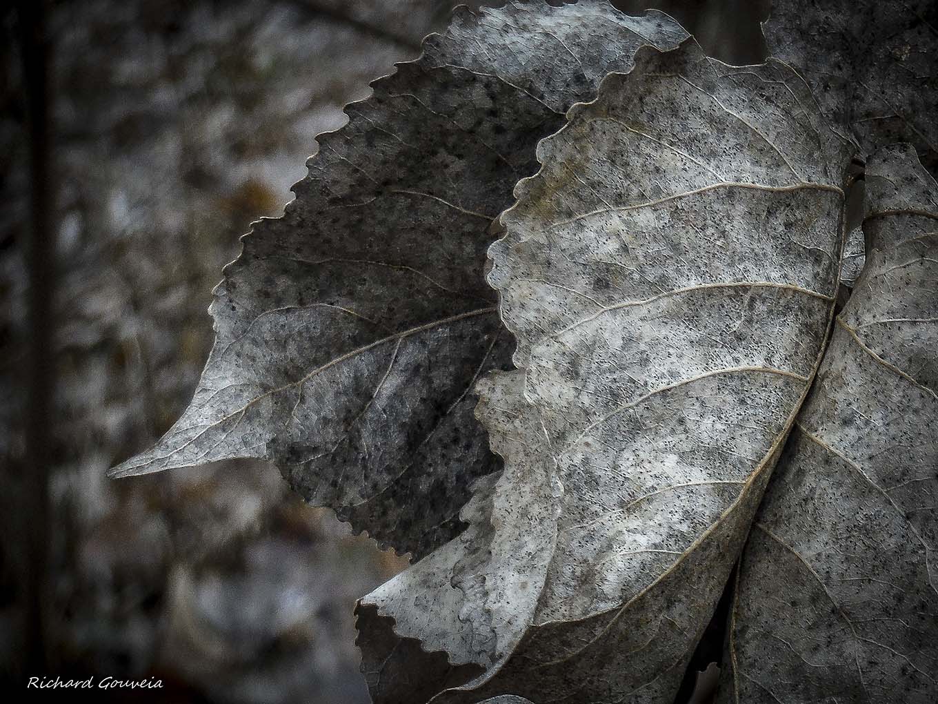 Fallen Leaves