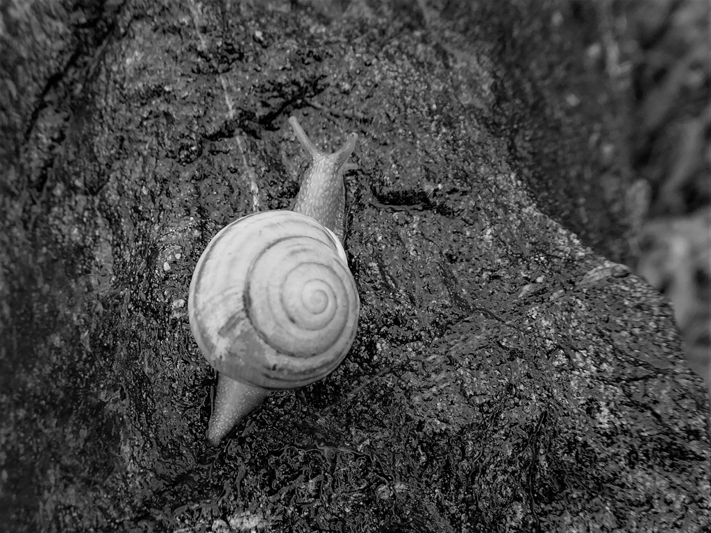 SnailBW in NFLD
