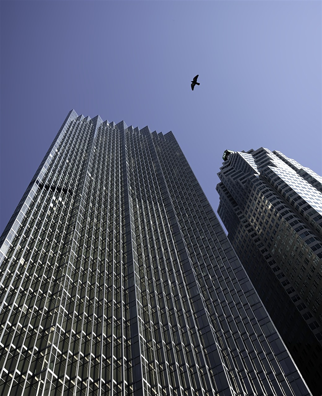 Skyscraper Bird