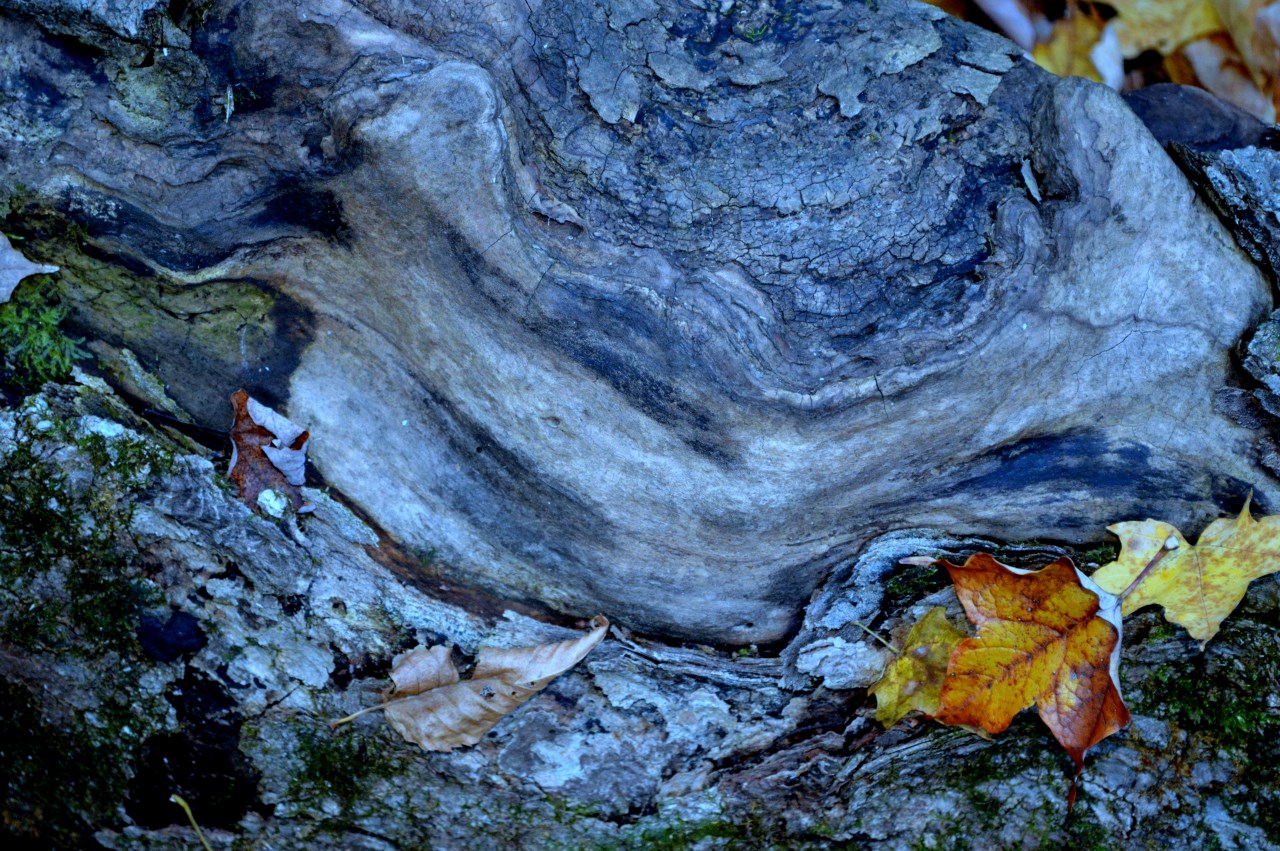 Mono Trunk
