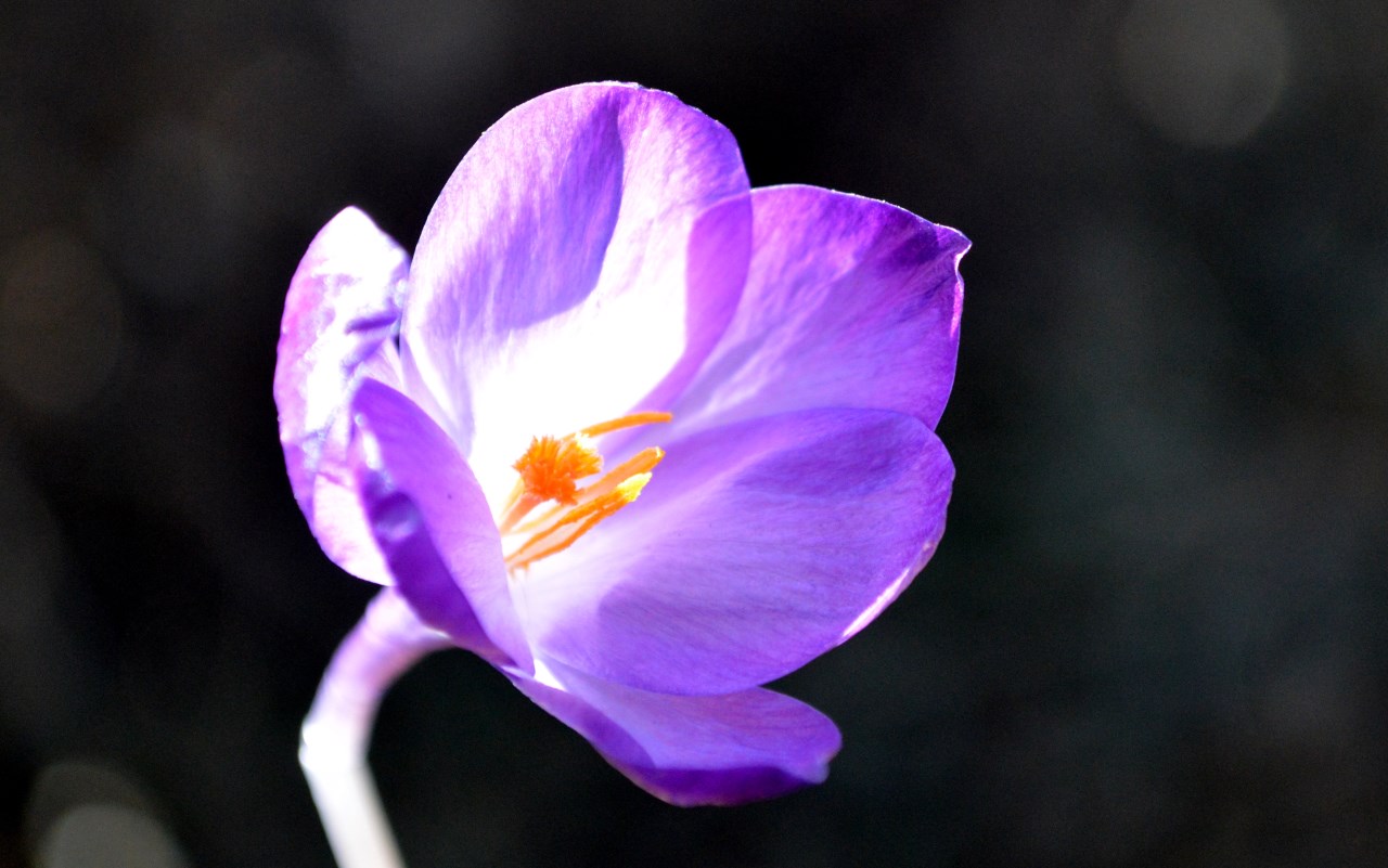 Purple Flower