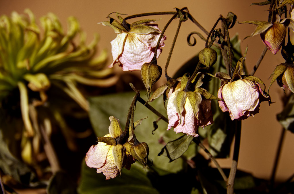 Used Up Flowers