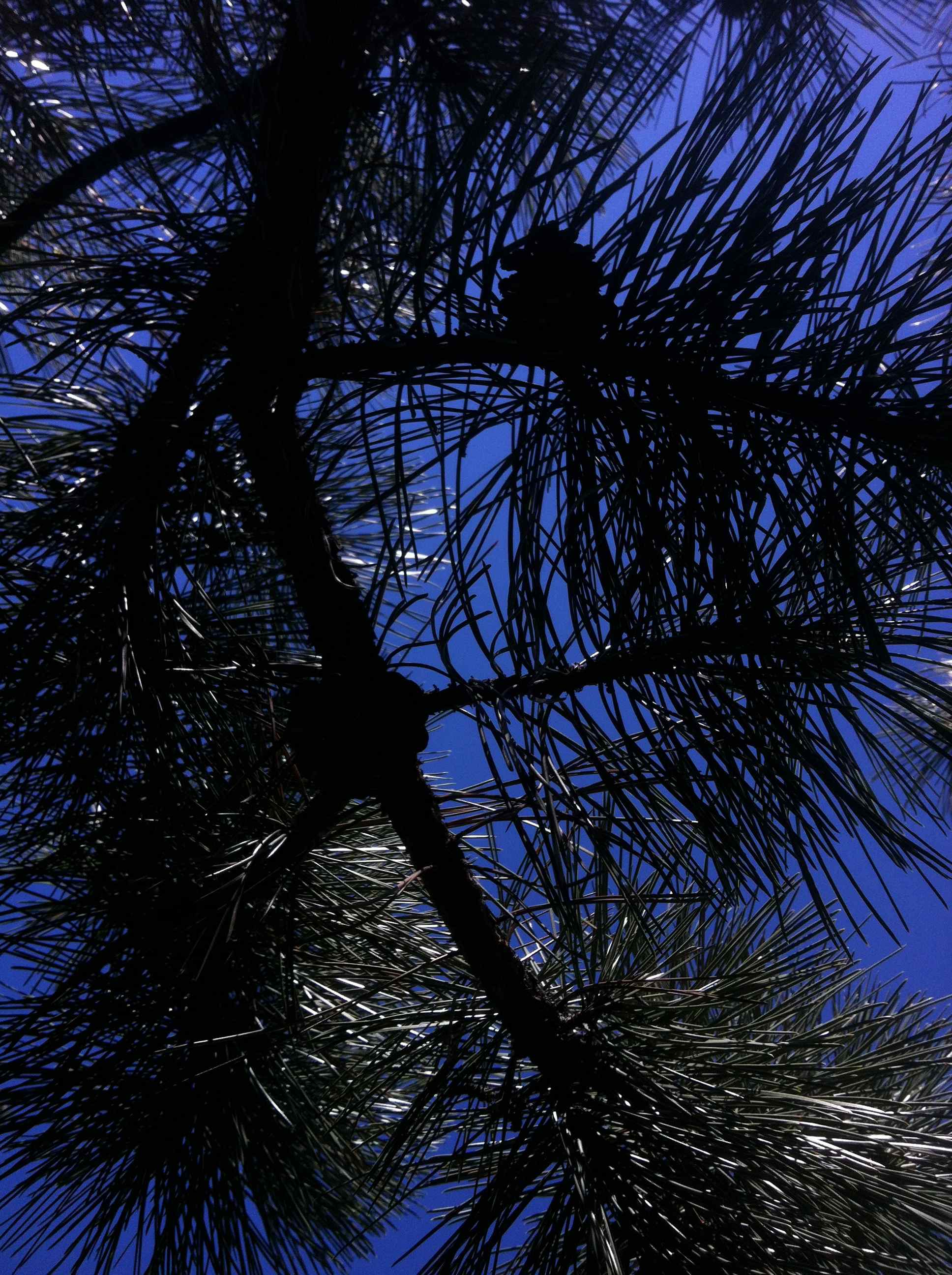 newgrowtholdtree