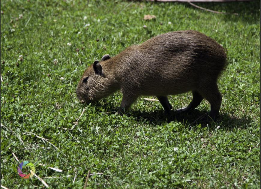 Big_Rat