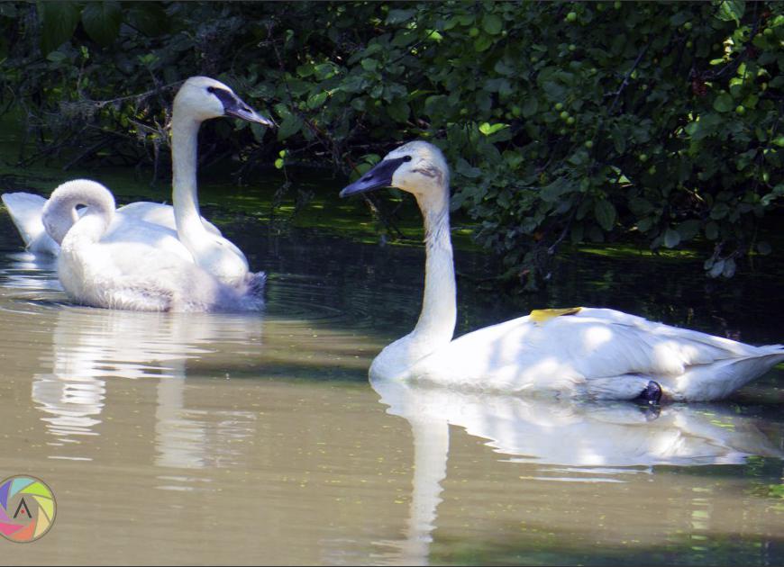Swan Garden2