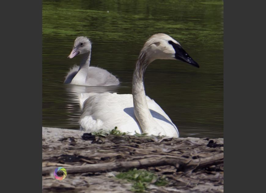 Swan Garden4