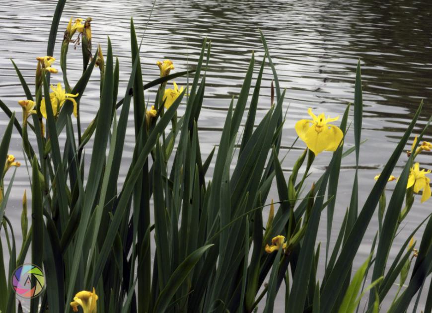 Water & Flowers