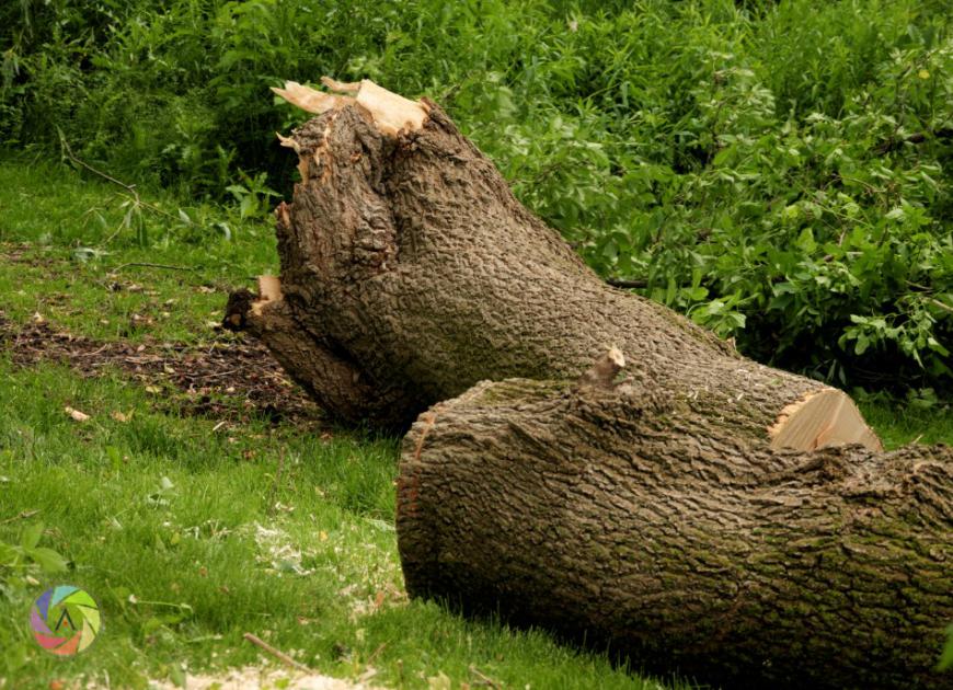 Shattered Bark