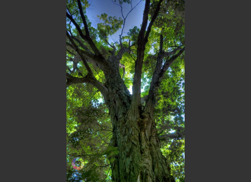 Hillary_House_Tree