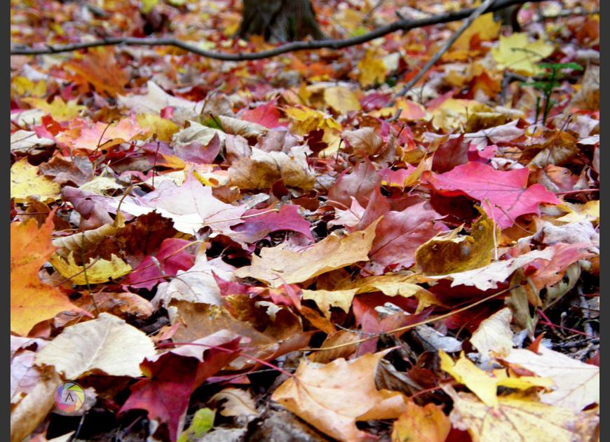 leafs