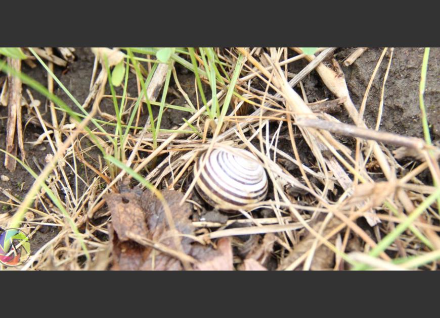 escargot anyone?