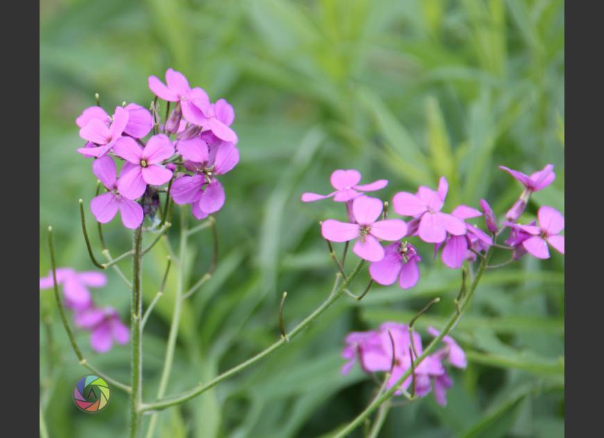 purple flowers