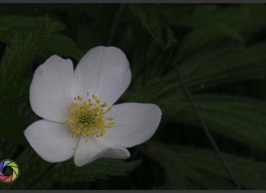 just another flower