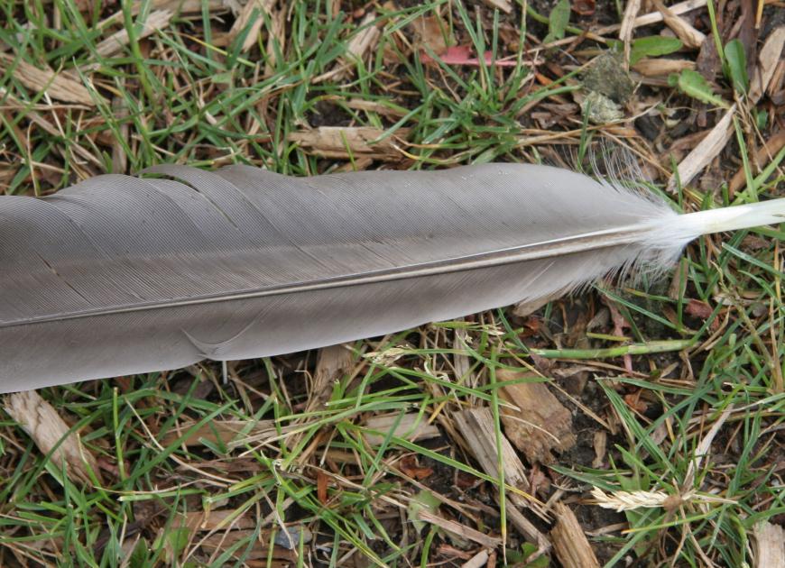 plume