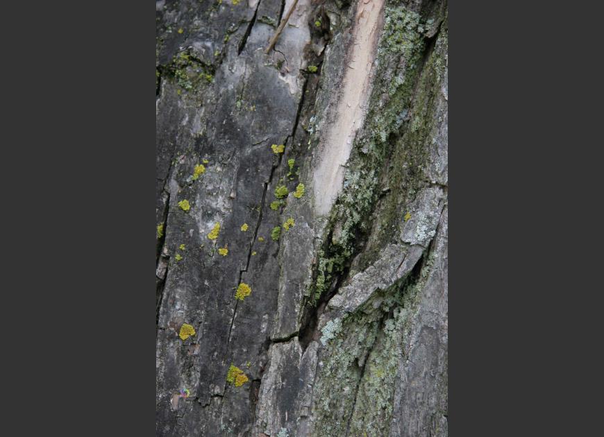 lichen