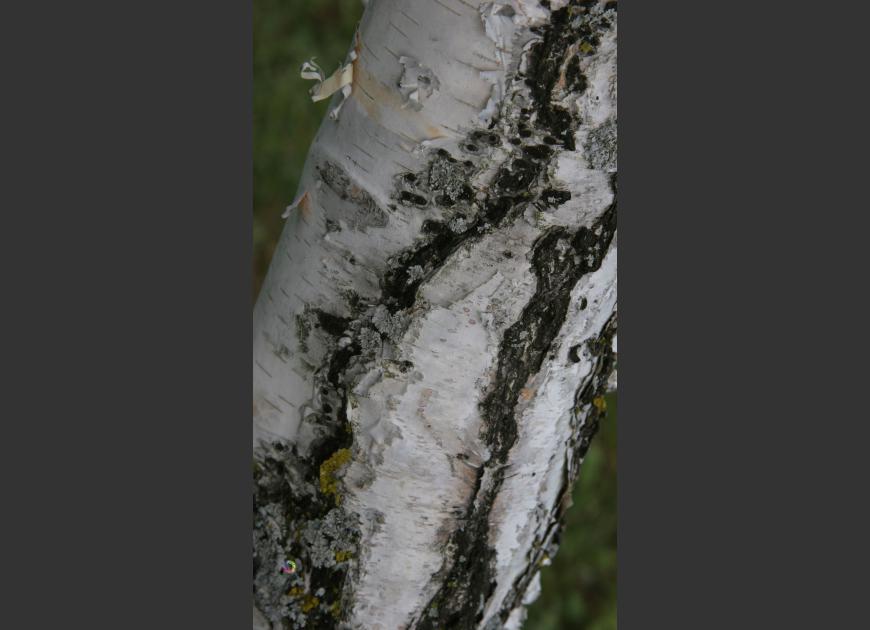 birch