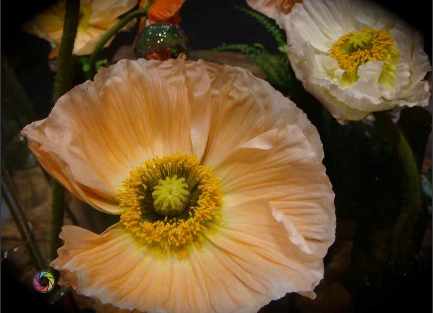 pavots