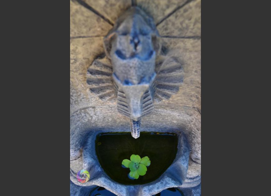 water lettuce in the fountain