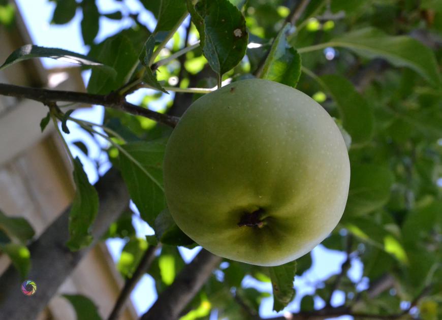 apple tree