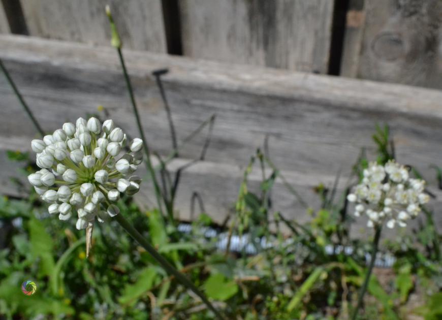 green onion flowers