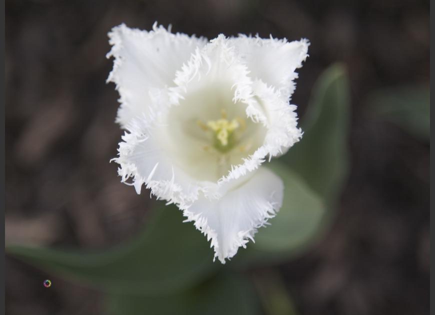 fringed tulip