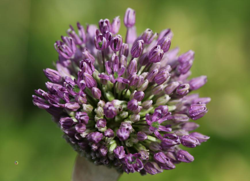 garlic starting to bloom