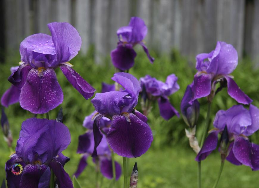 Iris