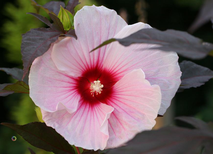 hibiscus