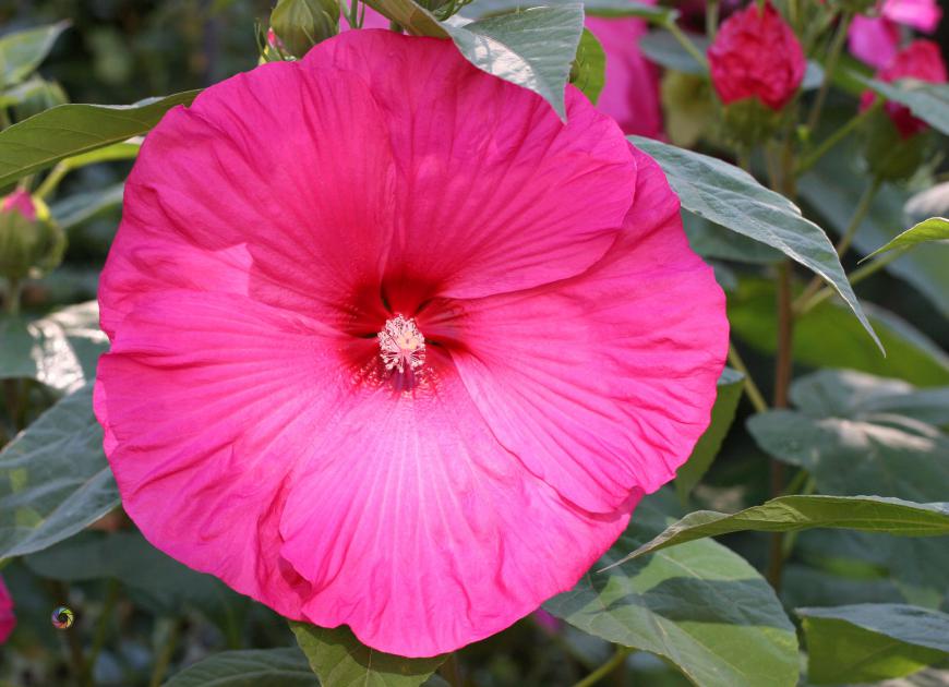 hibiscus