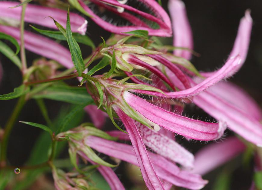 clematis