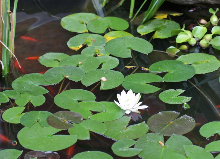 water lilly