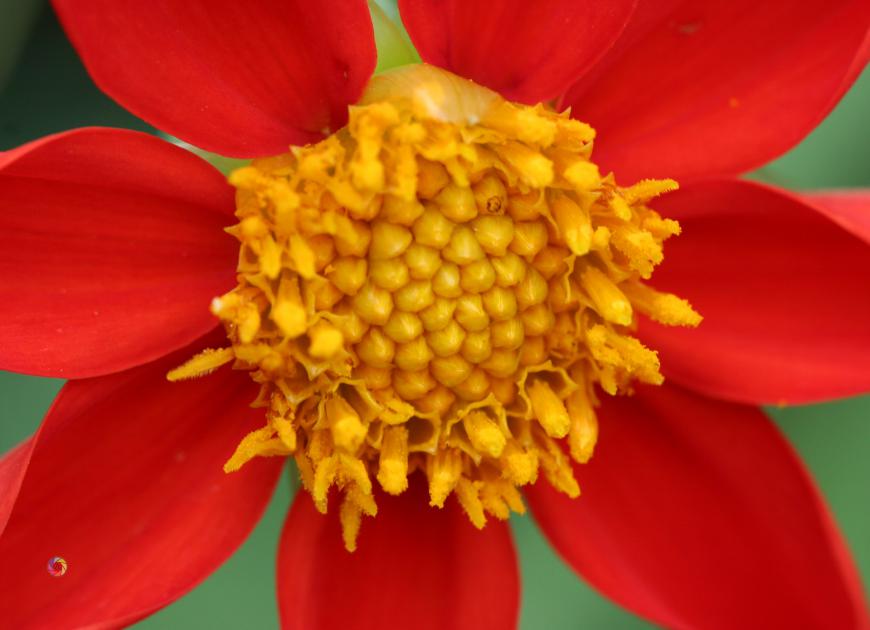 dahlia