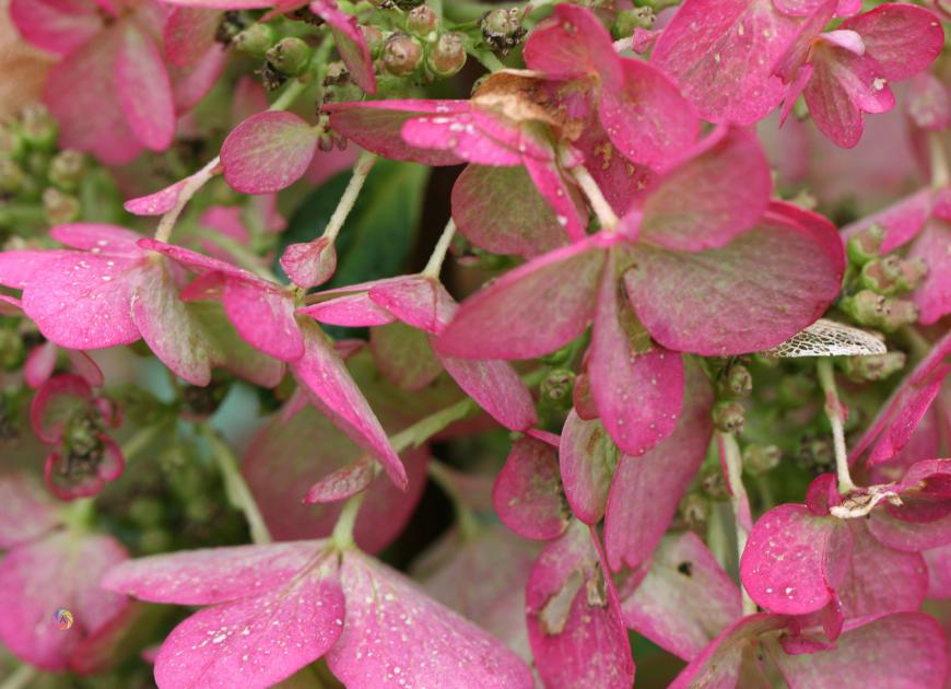 hydrangea