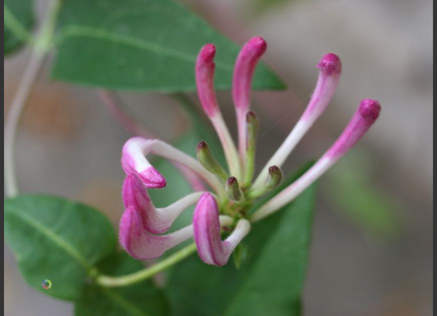 honeysuckle