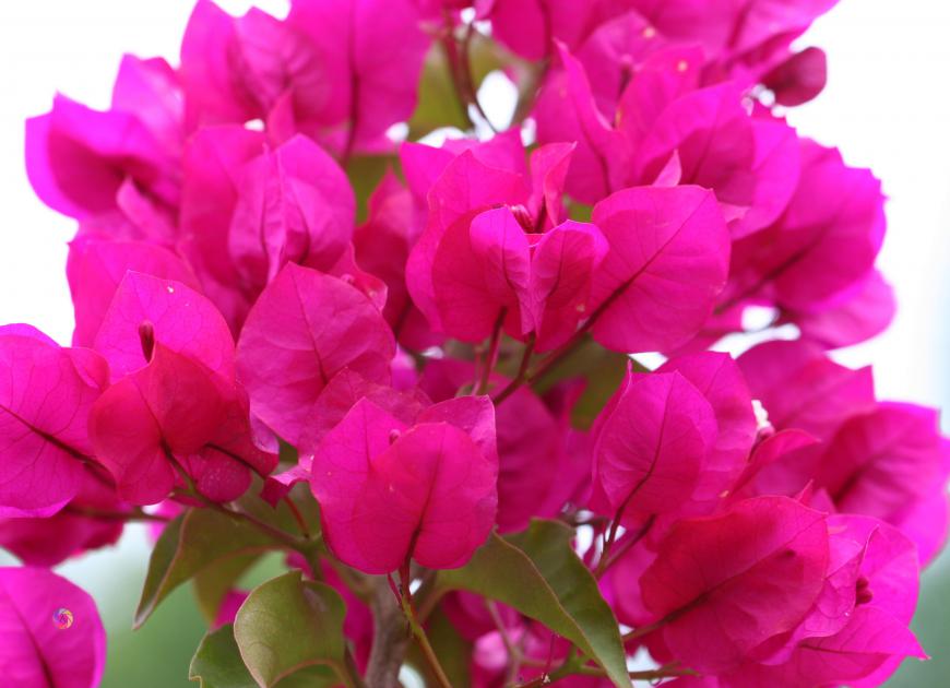 bougainvillier