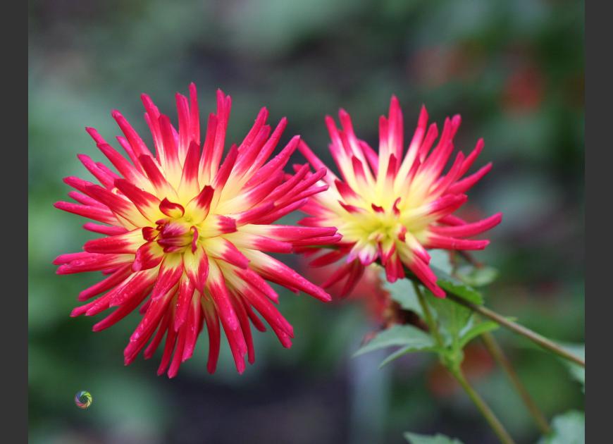 dahlia