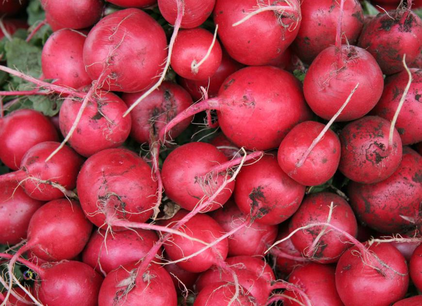 Radis rouges