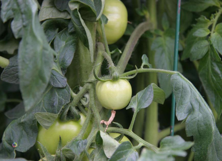 Tomates vertes